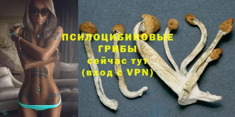 Галлюциногенные грибы Psilocybine cubensis Палласовка